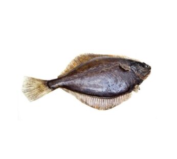 Flounder