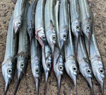 Garfish