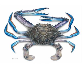 Raw Blue Swimmer Crab