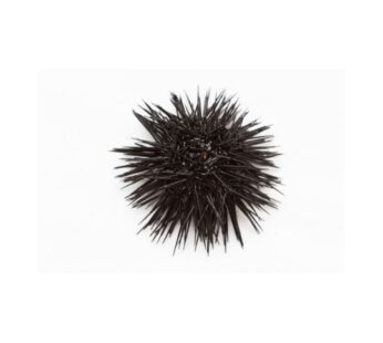 Sea Urchin / Kina