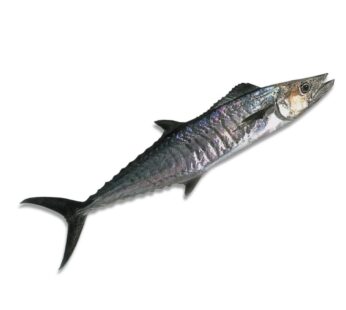 Spanish Mackerel