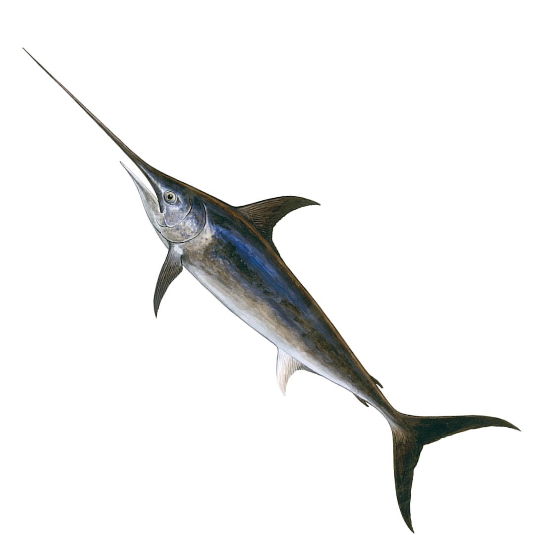 Swordfish