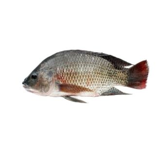 Tilapia